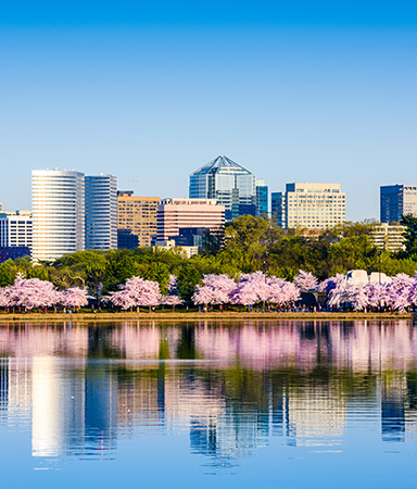 Washington DC skyline with cherry blossoms