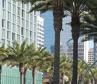 palm tree lined street in downtown San Diego, California