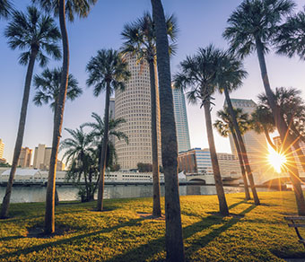 Downtown Tampa with palm trees at sunset