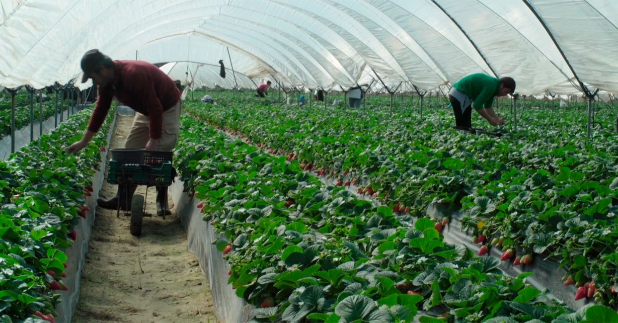 cultivo-fresas-sostenibles