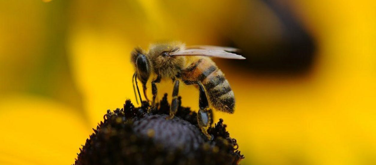 La importancia de la polinización de las abejas